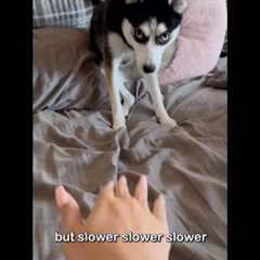 Dog learning CPR is the cutest 🥰