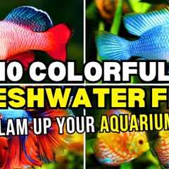 Top 10 Most Colorful Freshwater Fish! | Colorful Fish In Aquarium