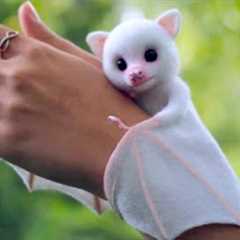 15 Unusual Pets You’ll See For the First Time in Your Life