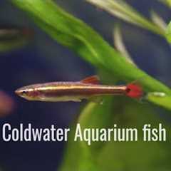 9 types of easy cold water aquarium fish which don't need a heater