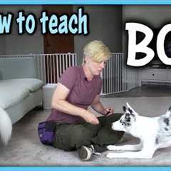 How to teach BOW  - Dog Tricks tutorial