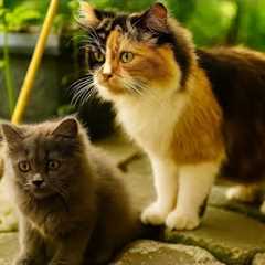 Funny Cat Videos | Best Cute and Adorable Kittens Compilation