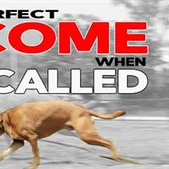 Train Your Dog to COME when CALLED EVERY TIME - Online Dog Training Made Easy