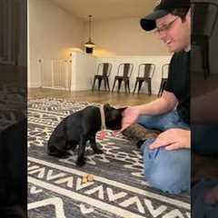 Teaching a puppy to leave it #dogtraining #dogtrainer #puppytraining #puppy