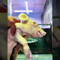 cleaning an arapaima aquarium #shortvideo #shorts