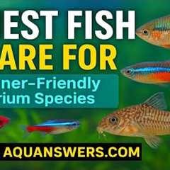 13 Easiest Aquarium Fish for Low-Maintenance Tanks (Perfect for Beginners!)