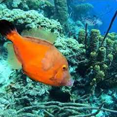 Scuba diving in the Caribbean 2021  77 dives 2 hour underwater relaxation video in 4k