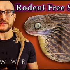 Top 5 Snakes That Don't Eat Rodents
