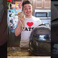 I Gave MY CAT A SHOPPING SPREE!! #shorts #SummerOnShorts 💸😸