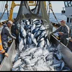 Tons of Tuna in Minutes – The Most Epic Deep Sea Fishing Haul Ever