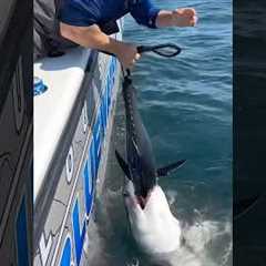 Give Me Back My Tuna! 🦈 #shark #fishing