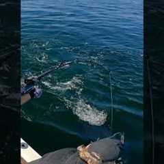 Brutal bluefin tuna action