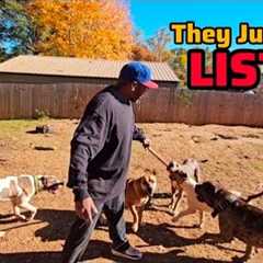 Dog Training Essential: New Dog Owners Need To Hear This