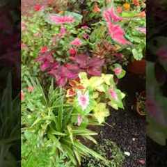 Home green garden l garden ideas l garden tips