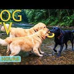 DOG TV: Best Videos Entertain Help Prevent Boredom & Calm Anxiety for Dogs Alone - Music for..