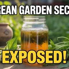 Fermented Plant Juice: A Korean Natural Farming Secret