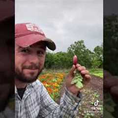 5 Gardening Tips from a Farmer