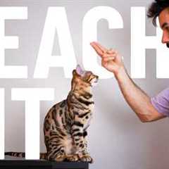 How to Teach Your Cat to SIT - for BEGINNERS - Easy Step-by-Step