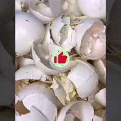 The Biggest Gardening Myths Debunked