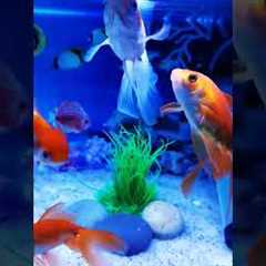 Beautiful Gold fish, Fish Aquarium setup, Gold Fish tank setup. #shorts #viral #fish #aquarium