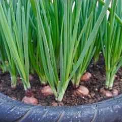 🔴FULL TIME: How to Grow Onion Tips Gardening Hacks Vegetables Balcony and Rooftops