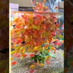 Did You Notice Something? The Glow in This GloFish Tetra Aquarium!