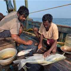Amazing🤩 Massive Prawns Caught with Trawlnet in Single Day |💢‼️Catch & Cook‼️💢