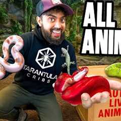I Got New Animals For My New Reptile Zoo!
