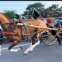 SURAT HORSE RACE 🏆 IMTIYAZ BHAI WiiN🥇02-11-25 NEW RACE  🐎