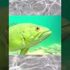 Bass Fishing spit out finally❤️🎣xilihala underwater fishing camera recording fish's bite🐟📷