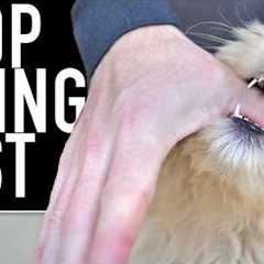 5 Ways You Are Making The Puppy Biting Worse