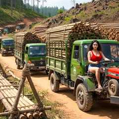 UseTrucks to Transport 1000+ Giant Bamboo Trees to Rebuild Bridge After a Major Flood