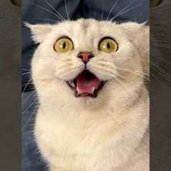 And where do your pets hide their toys? 😂#cat #cats