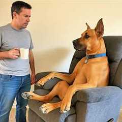 New FUNNY DOGS That Will Make You Die Laughing 🤣 Funny Animals Video 2025