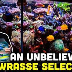 SPS LOADED Saltwater Aquarium! Insane and Rare Wrasse Collection!