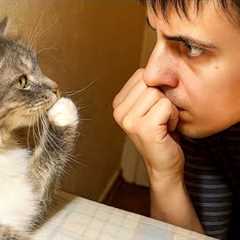 When Your Cat Starts Imitating You 😂 Funny Cats and Humans