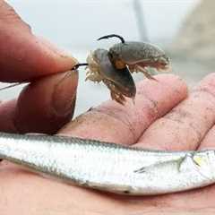 NO Bait!? — I Scavenged the Beach to Fish! (California Beach Fishing)