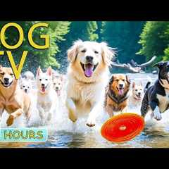 DOG TV: Videos Entertain Help Anti-Anxiety for Dogs All-Day When Home Alone - Best Music for Dogs