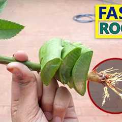10 SECRETS TO GROW ROSE FROM CUTTINGS FASTER | GARDENING HACKS TO ROOTING ROSE CUTTINGS