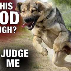 I REFUSE to Be the “Alpha”. What 4 weeks of Positive Reinforcement looks like with an Untrained Dog.