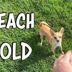 Teach your dog to hold an object - Professional Dog Training