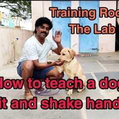 Rocky the Lab puppy training, How to teach sit and shake hands to a puppy-funny lab puppy-cute lab🙏