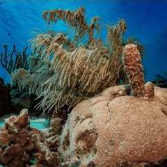 Why Curaçao Is the Caribbean’s Hidden Gem for Scuba Divers