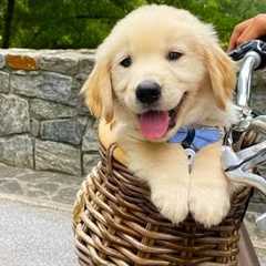 Funniest Golden Puppies in the World 🤣 Funny Dog Videos 2025 🐶