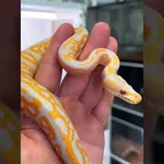 #reptiles #cyprus #exotic #snakes #boa #subscribe #greece #youtube #youtuber #snake #cute #beauty