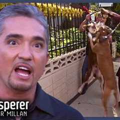 Neighborhood Rivalry Explodes Into Daily Dog Fights | Dog Whisperer With Cesar Millan