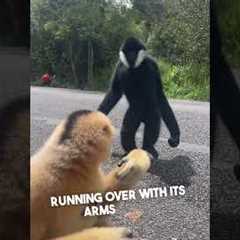 A Gibbon's Gesture of Friendship