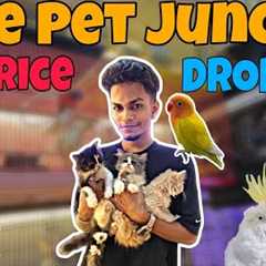 Price Drop at The Pet Jungle | Get Exotic Pets in Budget !