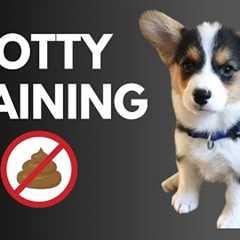 Corgi Training Guide: Part 10 - HOW to POTTY TRAIN Your PUPPY💩