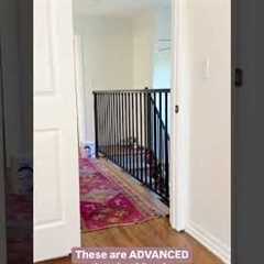 How I trained my cats & kittens .. training tricks #cats #kittens #catslover  #pets..